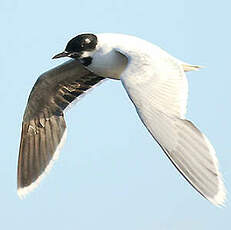 Mouette pygmée