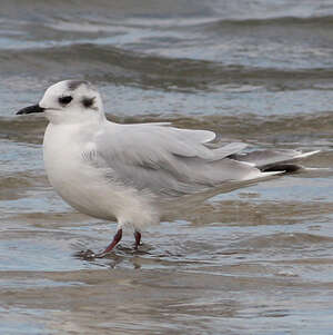 Mouette pygmée