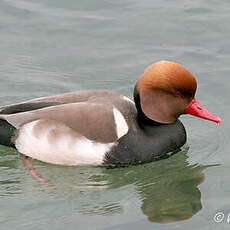 Nette rousse