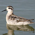 Phalarope à bec étroit