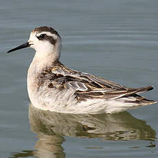 Phalarope à bec étroit