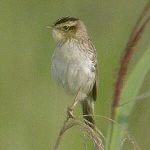 Phragmite aquatique