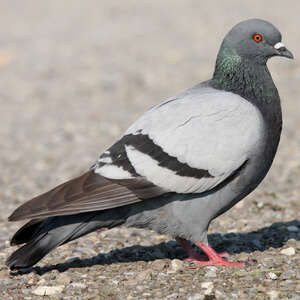 Pigeon biset