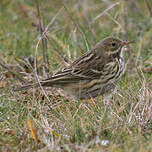 Pipit farlouse