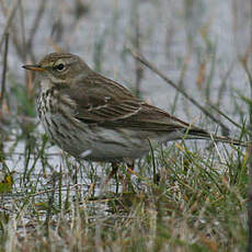 Pipit spioncelle