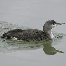 Plongeon catmarin