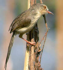 Prinia simple