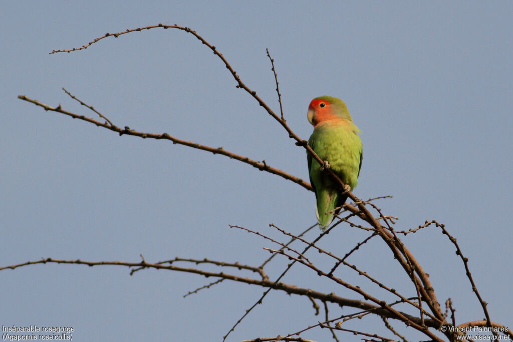 Rosy-faced Lovebird