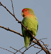 Rosy-faced Lovebird