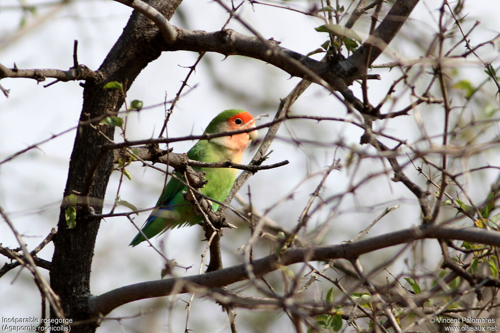 Rosy-faced Lovebird