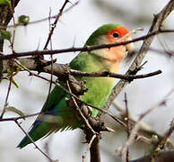 Rosy-faced Lovebird