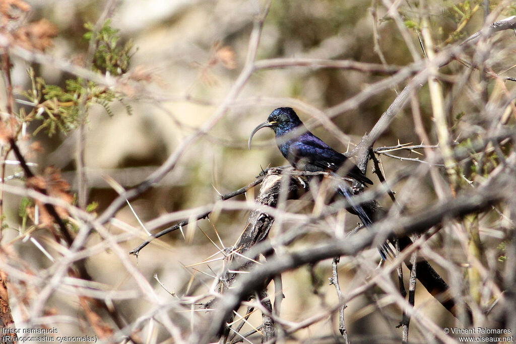 Common Scimitarbill