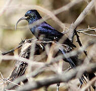 Common Scimitarbill