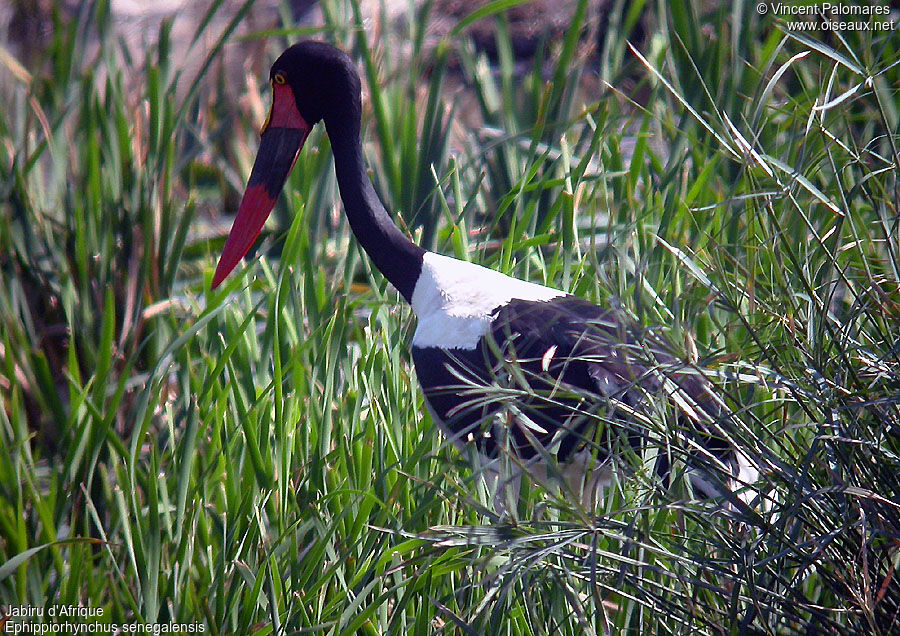 Saddle-billed Stork