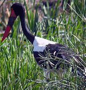 Saddle-billed Stork