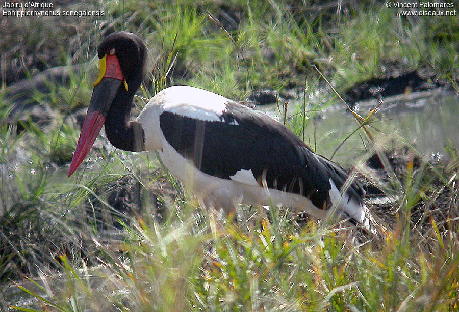 Saddle-billed Stork