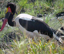 Saddle-billed Stork