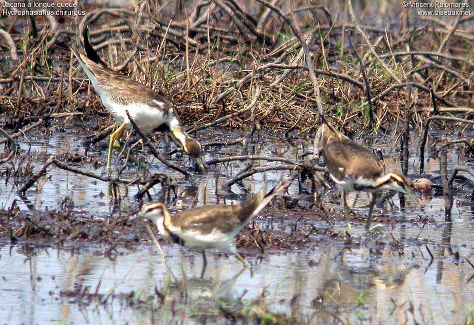 Jacana à longue queue