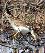 Jacana à longue queue