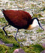 Jacana à poitrine dorée