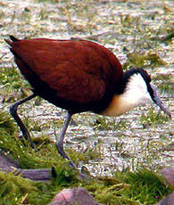 Jacana à poitrine dorée