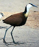 Jacana à poitrine dorée