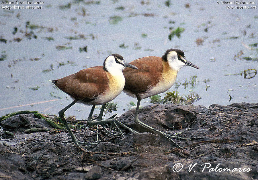 Jacana à poitrine doréejuvénile