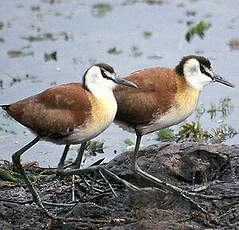 Jacana à poitrine dorée