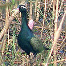 Jacana bronzé