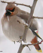 Bohemian Waxwing