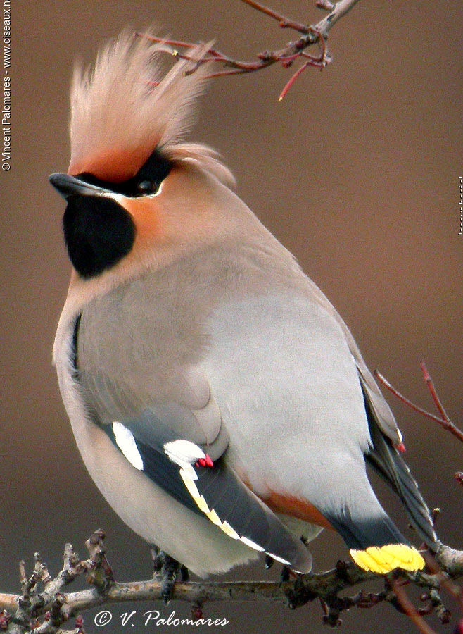 Bohemian Waxwing