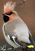 Bohemian Waxwing