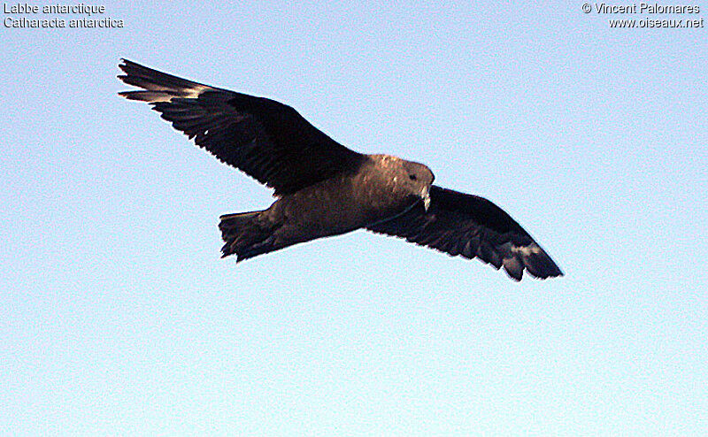 Brown Skua