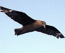 Brown Skua