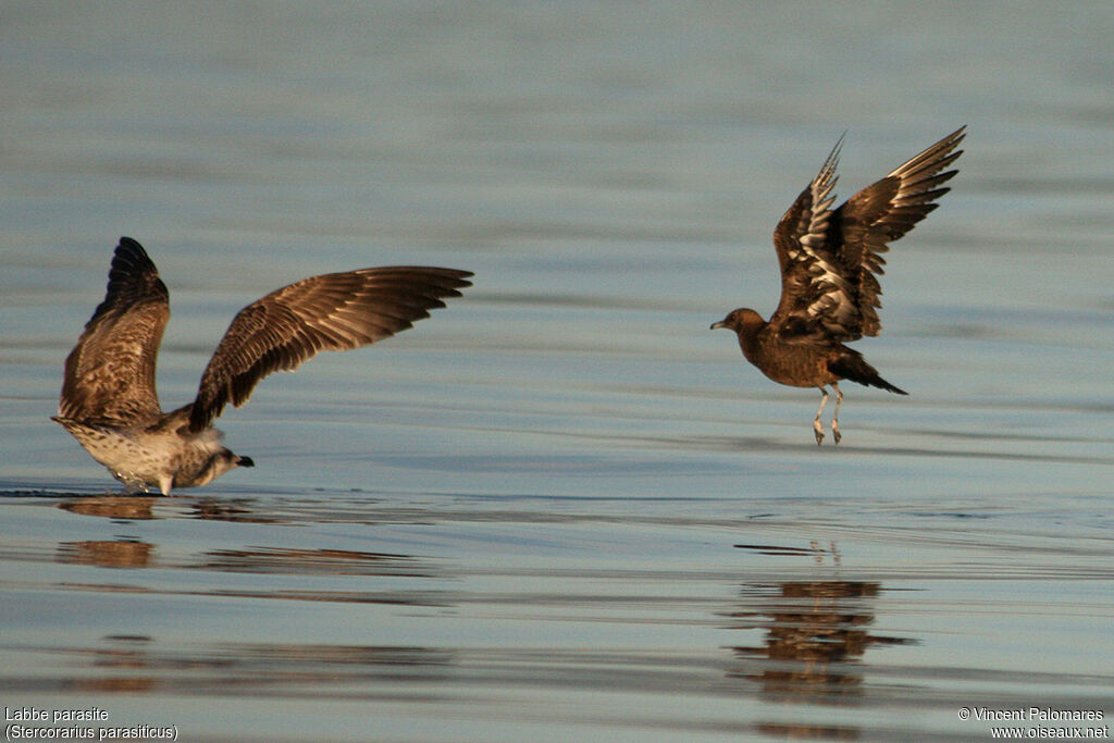 Parasitic JaegerFirst year