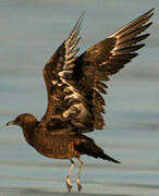 Parasitic Jaeger