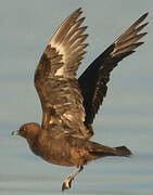 Parasitic Jaeger