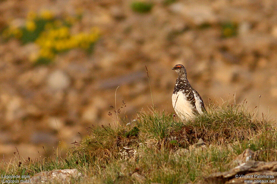 Rock Ptarmigan male adult