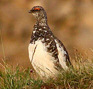 Rock Ptarmigan