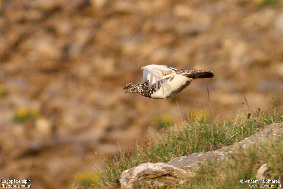 Rock Ptarmigan male adult