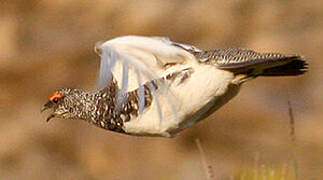 Rock Ptarmigan