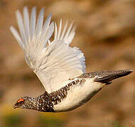 Rock Ptarmigan