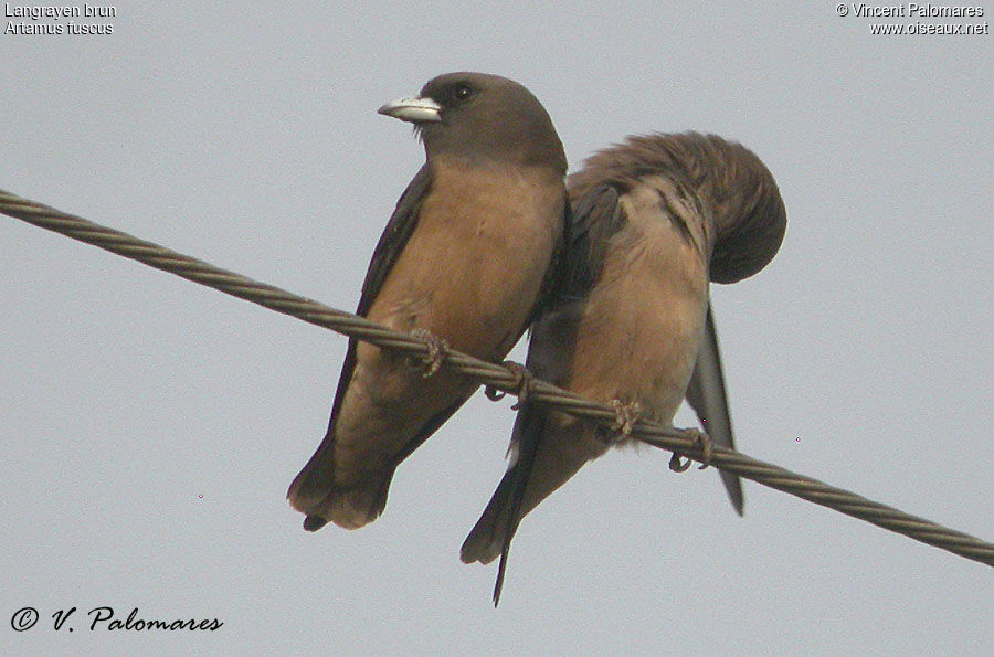 Ashy Woodswallow