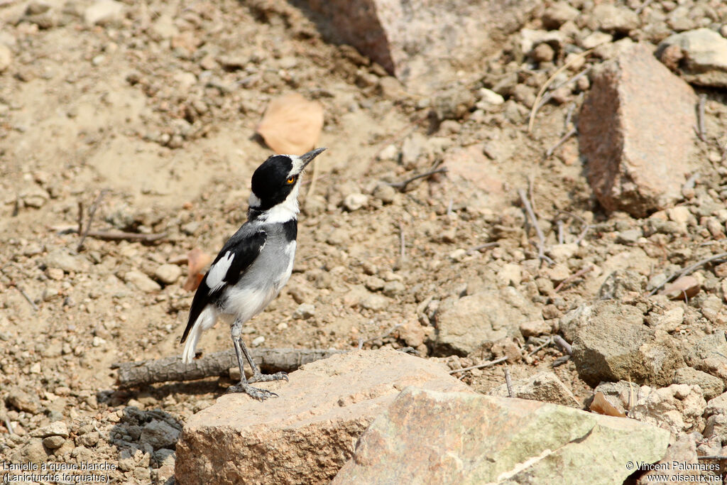 White-tailed Shrike