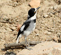 White-tailed Shrike