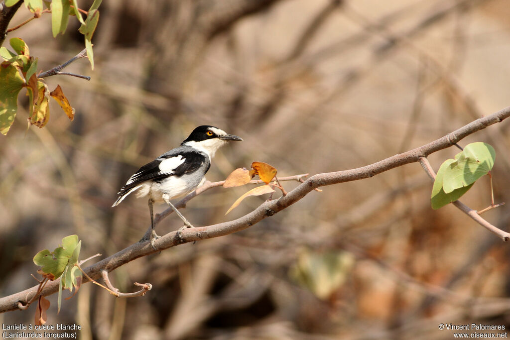 White-tailed Shrike