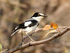 White-tailed Shrike