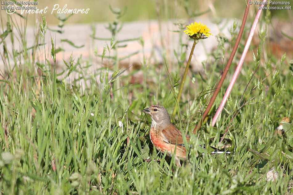 Linotte mélodieuse