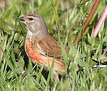 Common Linnet