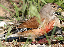 Common Linnet